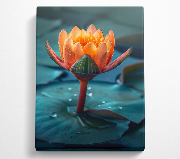 Orange Water Lily Bloom