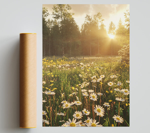 Golden Daisies In Light