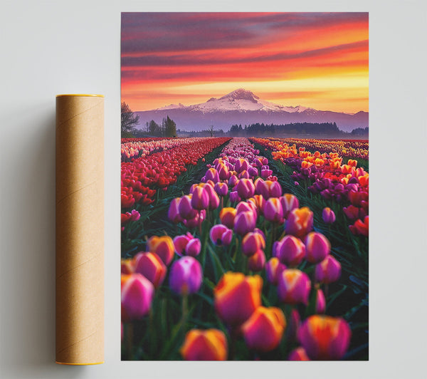 Orange Sunset Tulips