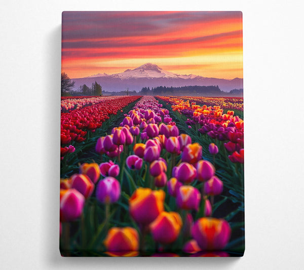 Orange Sunset Tulips