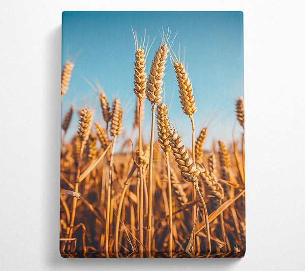 Golden Wheat Field