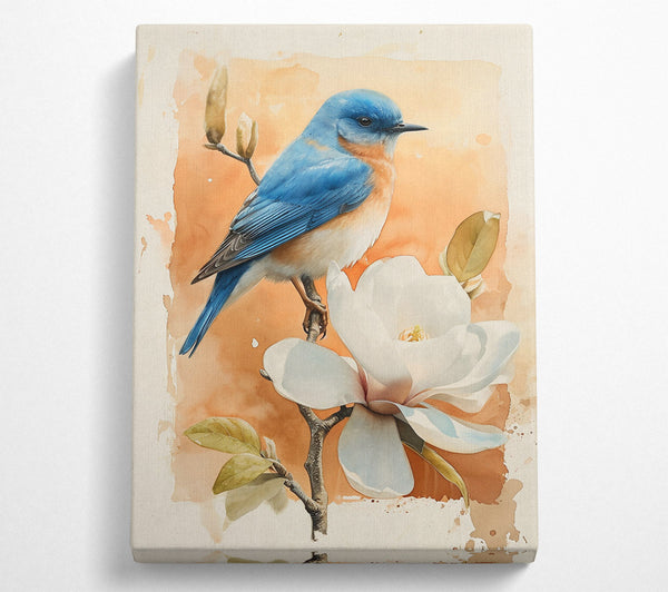 Orange Bloom Bluebird