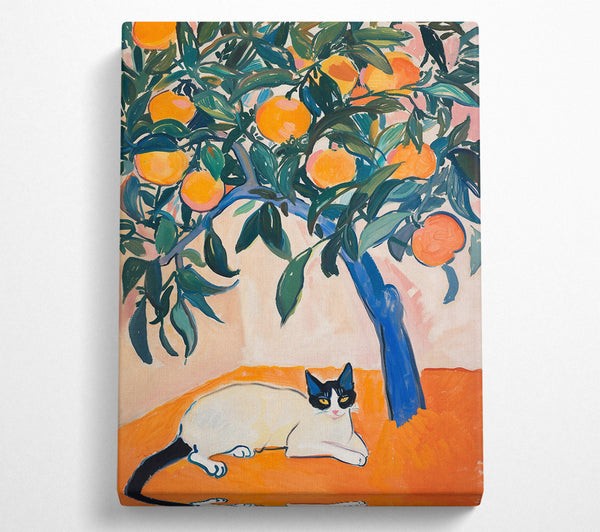 Orange Tree And Cat