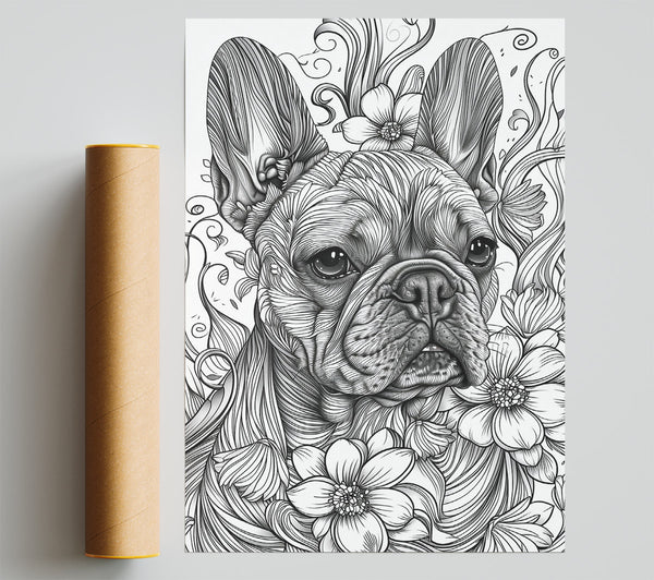 Black And White Frenchie Bloom