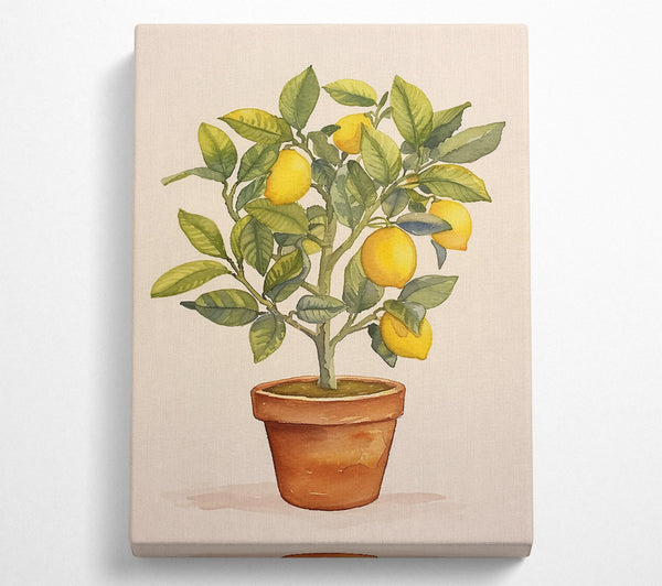 Yellow Lemon Tree Potted