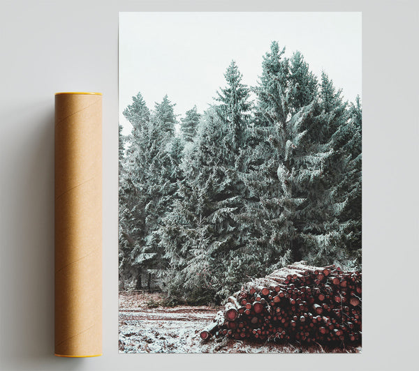 Crimson Pines In Winter