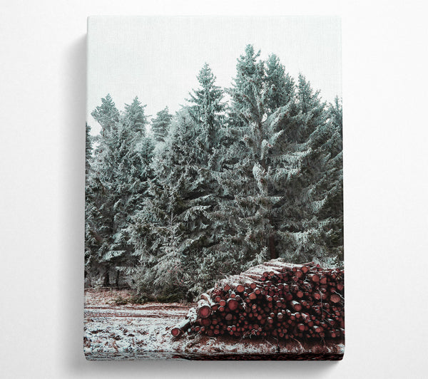 Crimson Pines In Winter