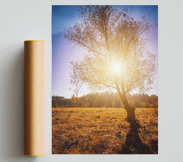 Golden Sunlit Tree