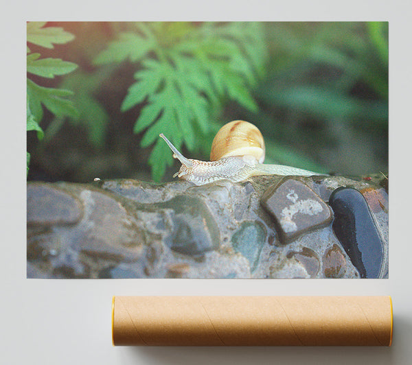 Green Shell On Stone