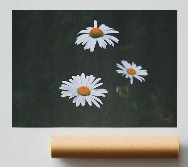 White Daisies In Dark