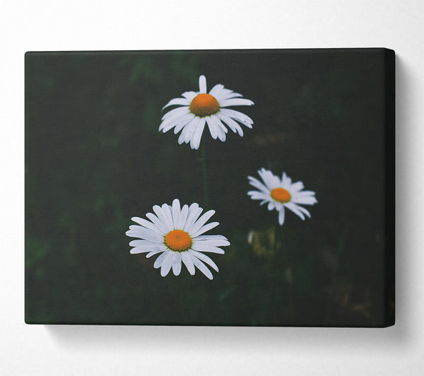 White Daisies In Dark