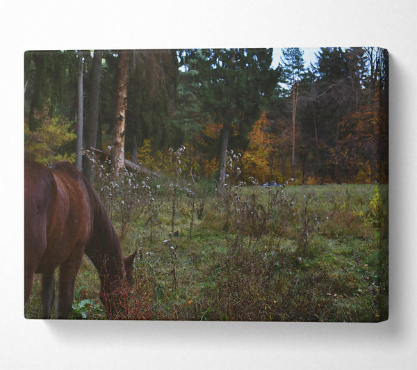 Brown Horse In The Woods