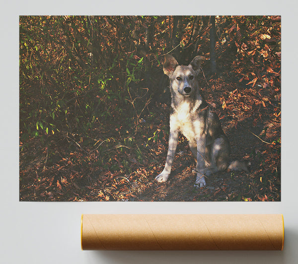 Golden Brown Pup In Woods