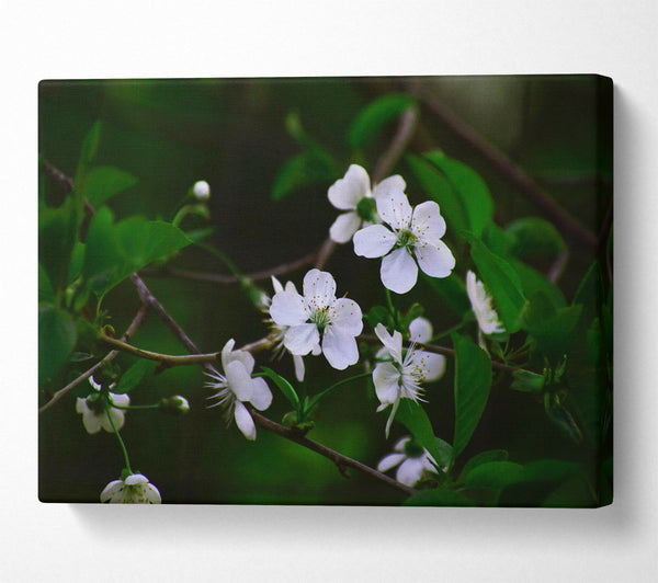 White Blossoms In Green