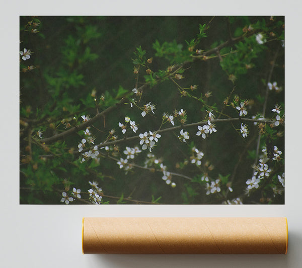 Green Branch White Blooms