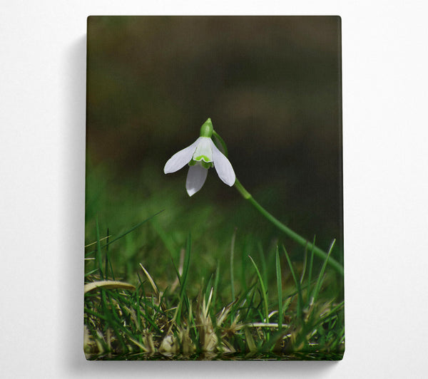 Green And White Snowdrop