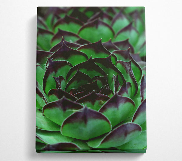 Emerald Green Succulent