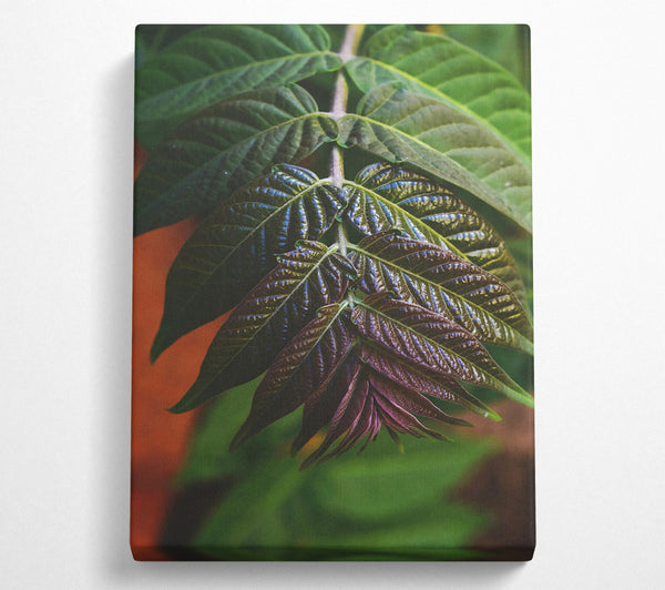 Purple Veined Leaves