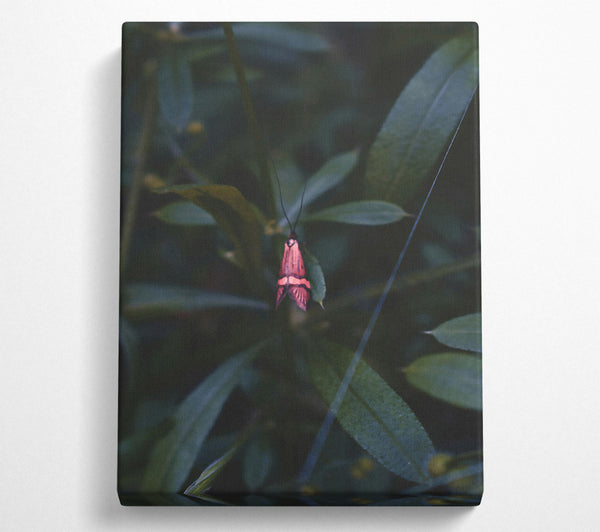 Pink Moth In The Green