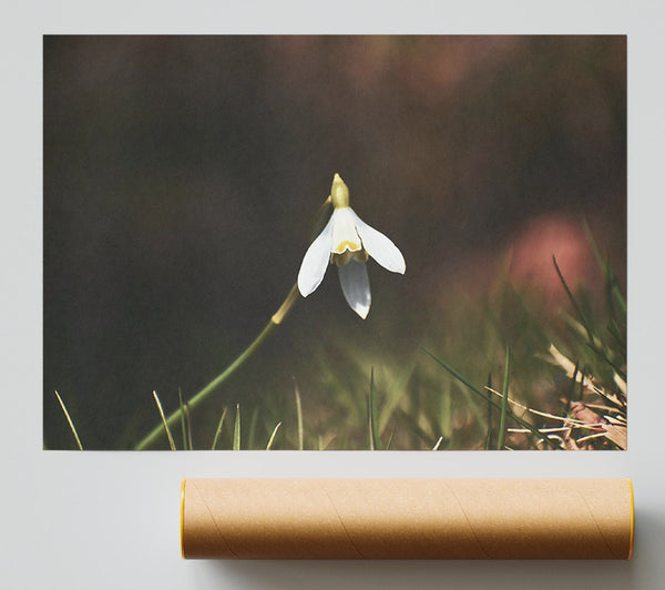 White Flower In Green Grass