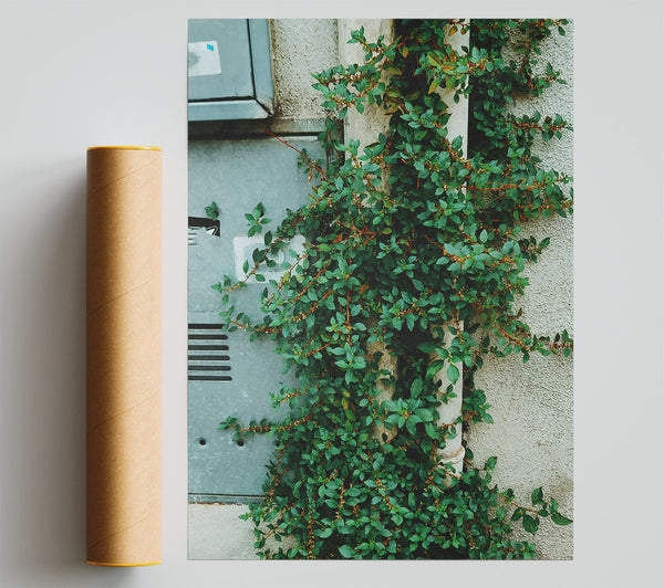 Green Vines On White Wall