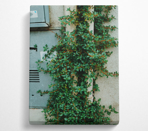 Green Vines On White Wall