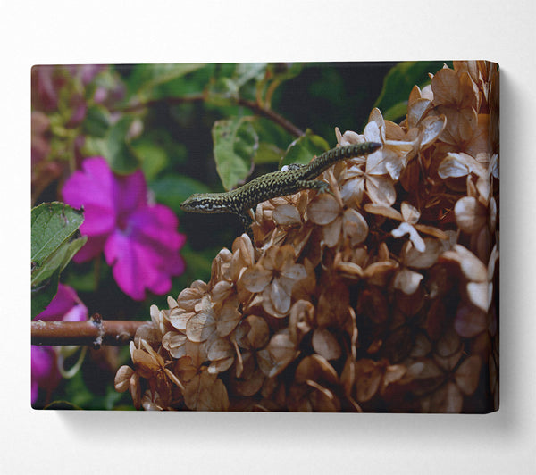 Brown Flower Lizard