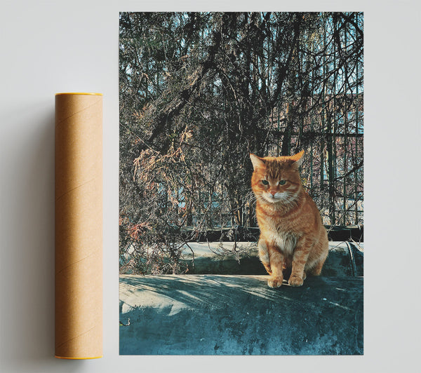 Orange Cat In Shadows