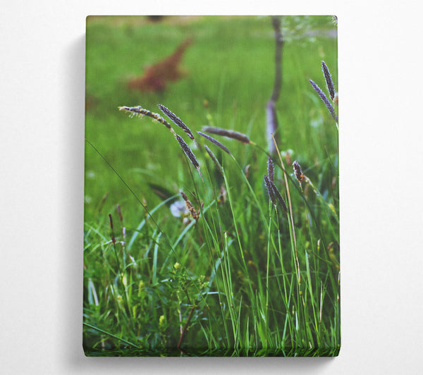 Purple Grass In Green Field