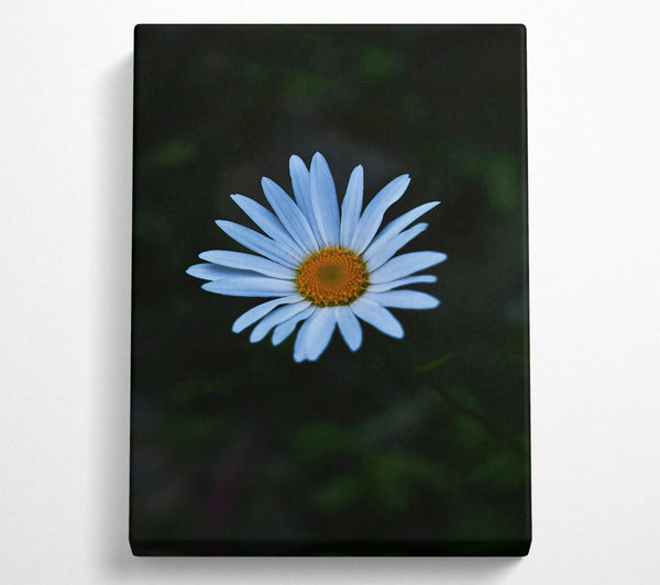 Blue Daisy Bloom