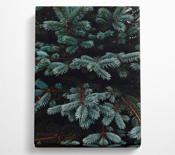 Teal Evergreen Branches