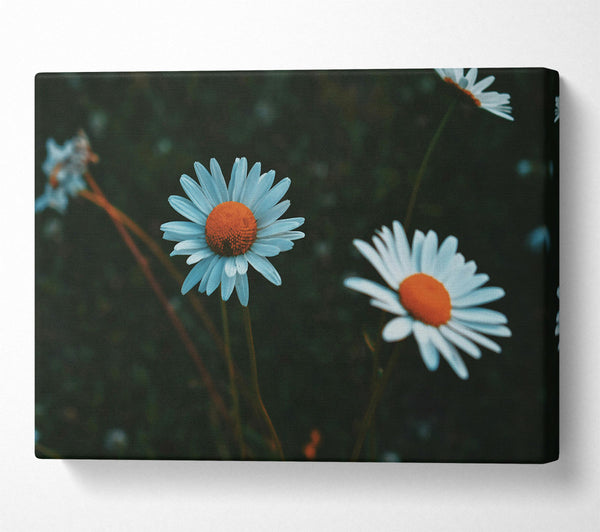 White Daisies In Bloom