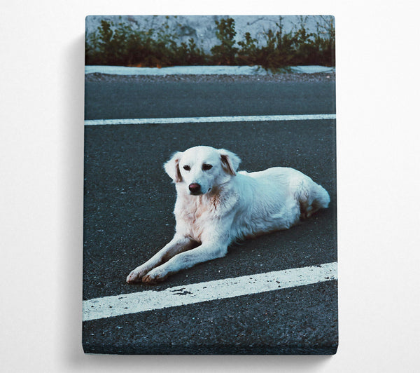 White Dog On Black Asphalt