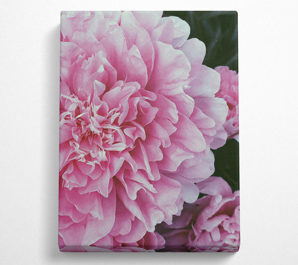 Blushing Pink Peony Bloom