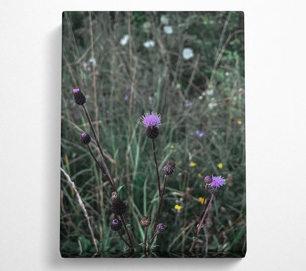 Purple Thistle Bloom