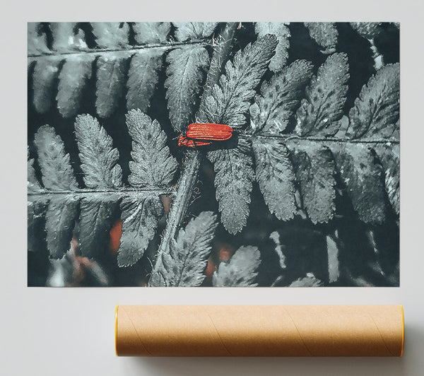 Red On Grey Fern