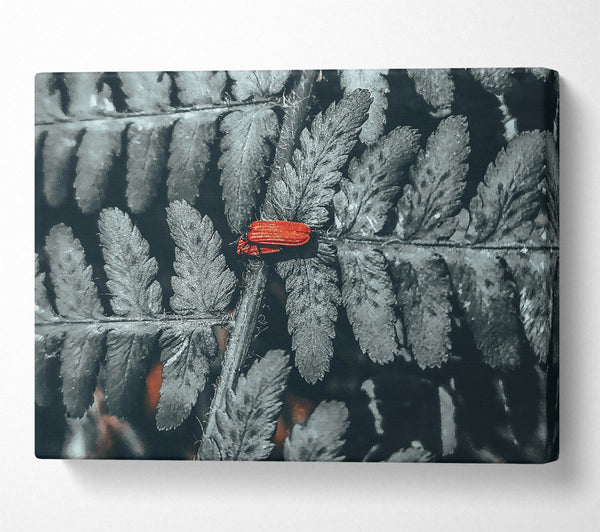 Red On Grey Fern