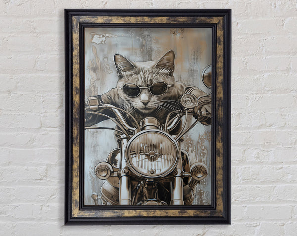 Motorbike Cat