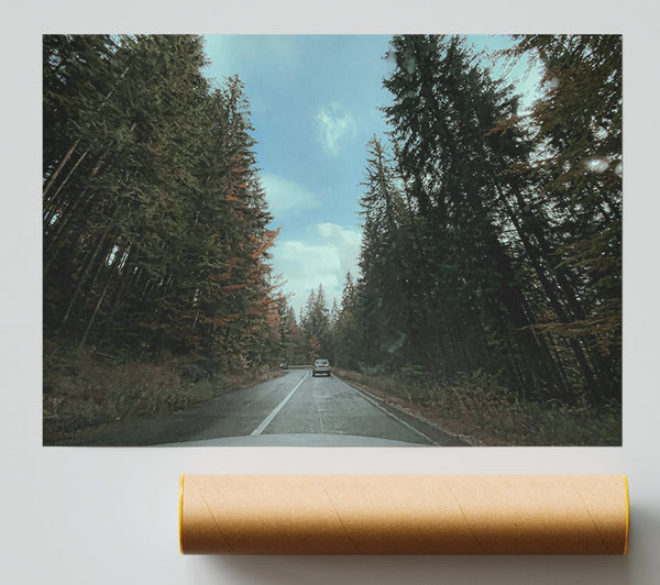 Green Trees And Road