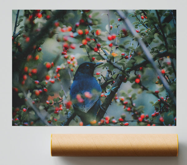 Bluebird In Red Berries