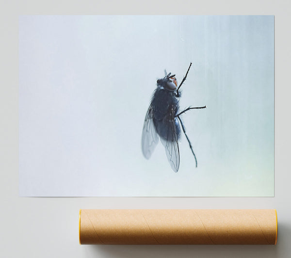 Blue Fly On Glass