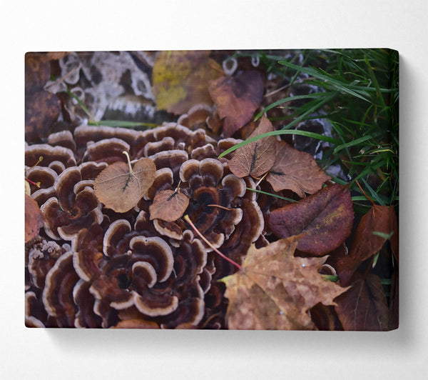 Brown Shelf Fungi And Leaves