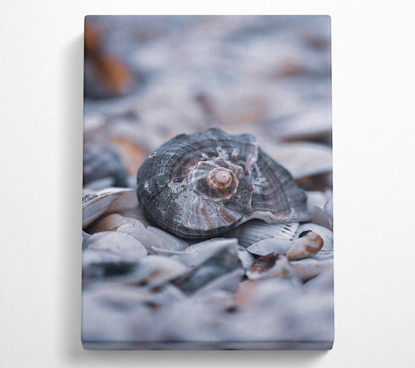 Gray Seashell Symphony