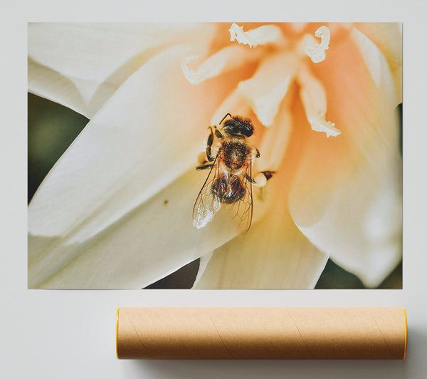 Golden Bee In Bloom