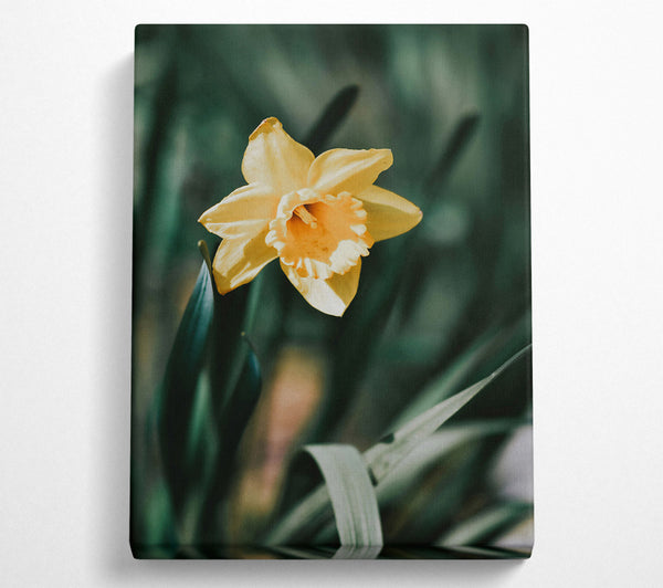 Golden Yellow Daffodil Bloom