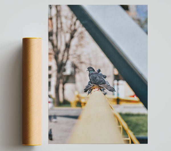 Yellow Railing Pigeons