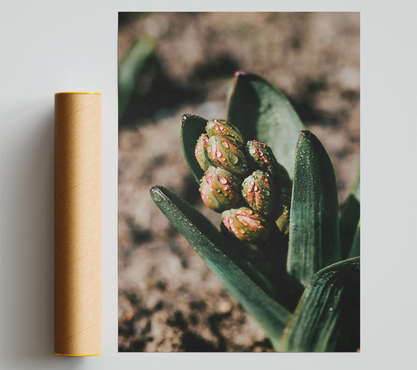 Green Dewy Buds