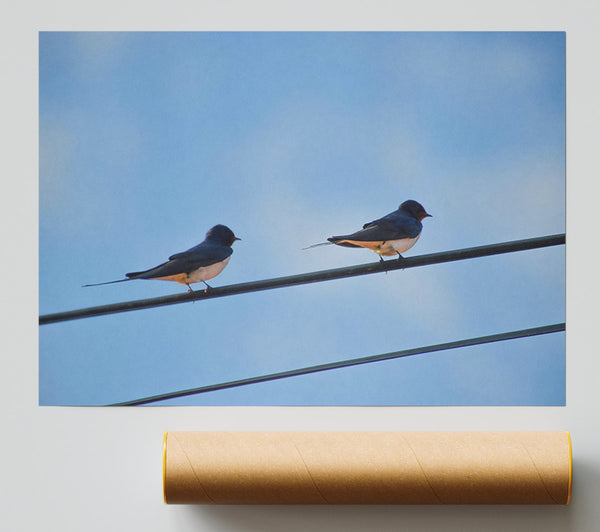 Blue Sky Swallows