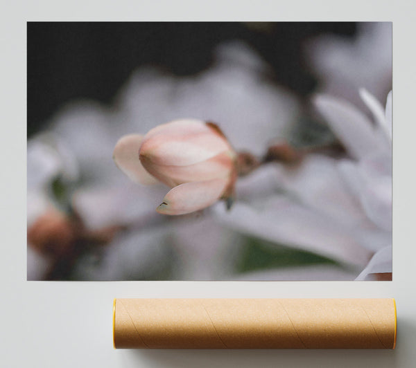 Soft Pink Budding Bloom