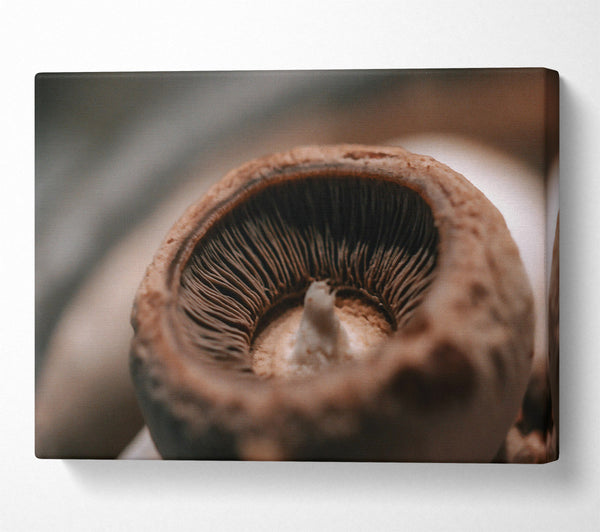 Brown Mushroom Gills